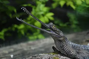 Crocodile Prints: Gharial crocodile sitting on a log with his long, narrow snout open