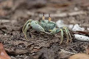 East Africa Prints: Ghost crab, cousin (Ocypode ryderi), Seychelles, Africa