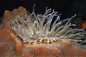 Anthozoans Prints: Giant anemone bedded down in coral. Condylactis gigantea. Curacao, Netherlands Antilles