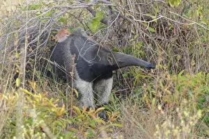 Rainforest Prints: Giant Anteater in the grasslands of Guyana
