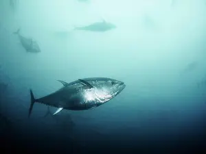Industry Prints: Giant bluefin tuna (Thunnus thynus) swimming inside a fishing net