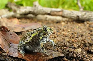 East Africa Prints: Giant Bullfrog (Pyxicephalus adspersus) young