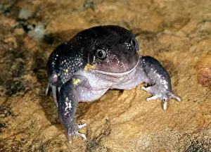 Amphibians Prints: giant burrowing frog heleioporus australiacus grows to 95 mm
