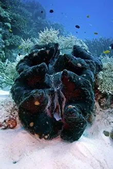 Endangered Prints: Giant clam Tridacna gigas Wheeler Reef