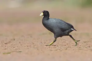 Giant Prints: Giant Coot (Fulica gigantea) in a wetland in Bolivia, South America