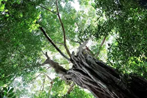 Woody Plant Prints: Giant ficus in primary Kouangxi forest in Laos