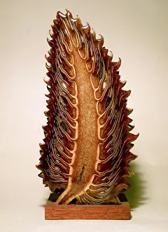 New Zealand Prints: Giant fir cone, from the Coulter Pine