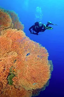 Biodiversity Prints: Giant Gorgonian, Sea Fan, Sea Whips, Coral Reef, Red Sea, Egypt, Africa
