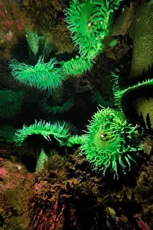 Defense Prints: Giant green anemone (Anthopleura xanthogrammica) in captivity