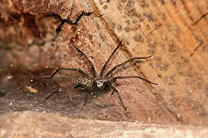 Arthropod Prints: Giant house spider (Eratigena atrica), Valais, Switzerland, Europe