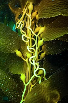 Undersea Prints: Giant kelp floats up from the seafloor in Catalina Islands
