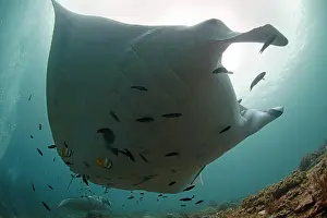 Chordate Prints: Giant manta (Manta birostris), Manta ray on a cleaning and deworming area