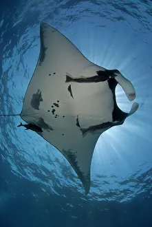 Swimming Animal Prints: Giant Manta ray (Manta birostris) swimming underwater
