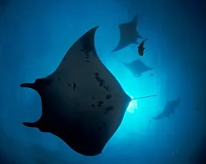 Giant Prints: Giant Manta Rays