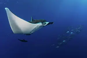 Giant Oceanic Manta ray, Manta birostris