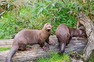 Plays Prints: Three giant otter or giant river otter (Pteronura brasiliensis) play on a mossy rotten tree lying on a river bank