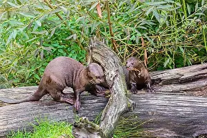 Plays Prints: Two giant otter or giant river otter (Pteronura brasiliensis) play on a mossy rotten tree lying on a river bank