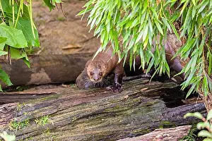 Otter Prints: Two giant otter or giant river otter (Pteronura brasiliensis) stand on a mossy rotten tree lying on a river bank