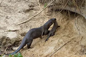 Entrances Prints: Giant Otter (Pteronura brasiliensis) adult