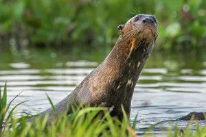 Otter Prints: Giant Otter (Pteronura brasiliensis) in a lagoon off the Paraguay River