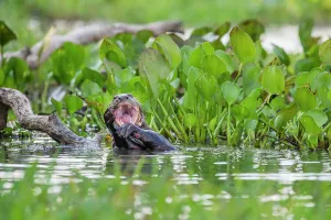 Otter Prints: Giant Otter (Pteronura brasiliensis) in a lagoon off the Paraguay River