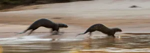 Otter Prints: Giant Otters (Pteronura brasiliensis) running along the shore of the Paraguay River