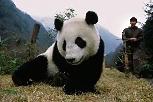 Laying Prints: Giant Panda w/care taker Wolong Panda Preserve Sichuan Province China