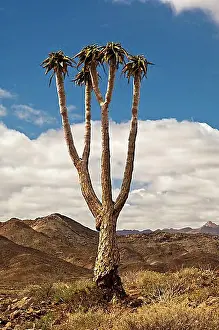 Rural Prints: Giant Quiver Tree or Bastard Quiver Tree (Aloe pillansii)
