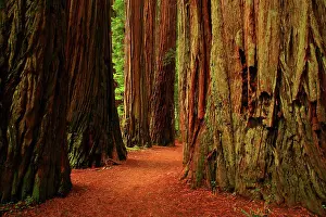 Hike Prints: Giant Redwood Trees in The Stout Grove in Jedediah Smith Redwoods State Park in California