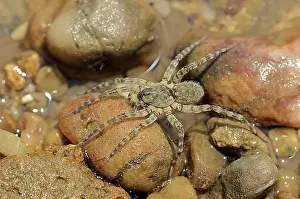 Arthropod Prints: Giant riverbank spider (Arctosa cinerea), female, Provence, southern France