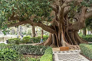 Giant Prints: Giant rubber tree in the Jardines de Alameda Apodaca park, Cadiz, Andalusia, Spain, Europe