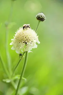 Petals Prints: Giant scabious, Cephalaria gigantea