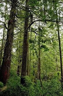 Giant Prints: giant sequoia redwood trees in a lush, green forest, tofino, british columbia, canada