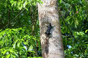 Giant Prints: Giant Squirrel, Ratufa affinis