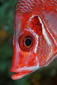 Eyes Prints: The giant squirrelfish (Sargocentron spiniferum)