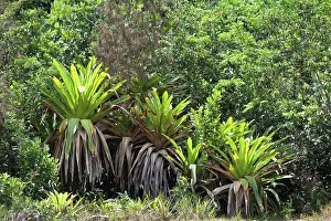 Endemic Prints: Giant Tank Bromeliad (Brocchinia micrantha) growing in tropical forest