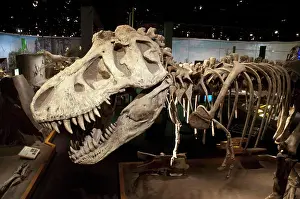 Arts Culture And Entertainment Prints: Giganotosaurus, Royal Tyrell Museum, Drumheller, Alberta, Canada