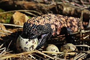 Feed Prints: Gila monster eating eggs near Tucson Arizona USA