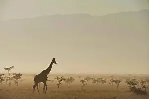 Animal Prints: Giraffe at dawn in front of Mt Kenya in Ol Pejeta Conservancy; Laikipia County, Kenya