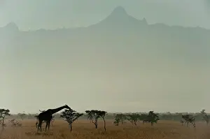 Animal Prints: Giraffe at dawn, Ol Pejeta Conservancy; Kenya