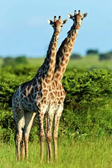 Giraffe (Giraffa camelopardalis)