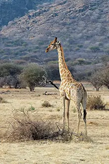 Grasses Prints: Giraffe (Giraffa camelopardalis)