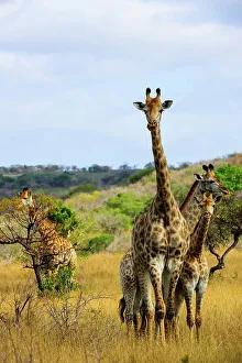 Giraffe (Giraffa camelopardalis) Phinda / Munyawana / Zuka Game Reserve