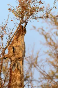 Safari Destination Prints: Giraffe (Giraffa camelopardalis) using its prehensile tongue