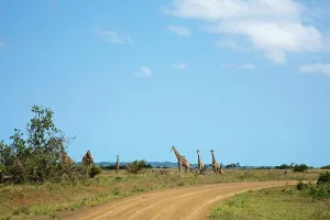 Safari Holiday Prints: Giraffe Giraffa Camelopardalis} in the Western Shores of Isimangaliso Wetland Park (Greater St Lucia Wetland Park)