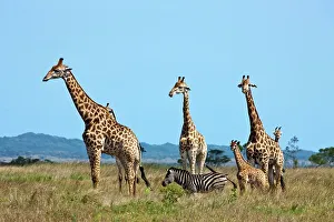 Peaceful Scene Prints: Giraffe Giraffa Camelopardalis} in the Western Shores of Isimangaliso Wetland Park (Greater St Lucia Wetland Park)