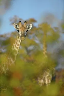 Giraffa Camelopardis Prints: Giraffe (Giraffa camelopardis) in autumn mapane foliage in veld