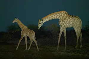 Out Of Africa Prints: Giraffe (Giraffa camelopardis) cow and calf in veld at twilight