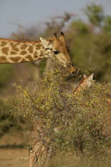Giraffa Camelopardis Prints: Giraffe (Giraffa camelopardis) feeding on a Scented Thorn Acacia (Acacia nilotica)