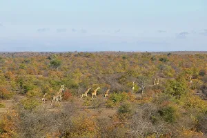 Giraffa Camelopardis Prints: Giraffe (Giraffa camelopardis) herd in autumn mopane veld